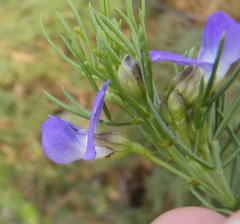 Psoralea laevigata