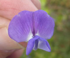 Psoralea laevigata