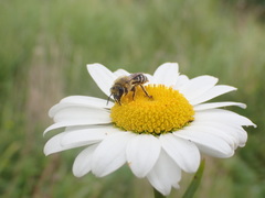 Colletes