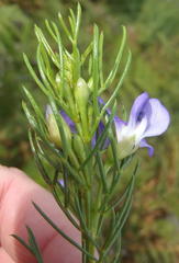 Psoralea laevigata