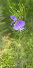Psoralea laevigata