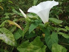 Calystegia silvatica