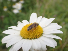 Colletes