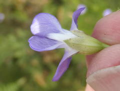 Psoralea laevigata