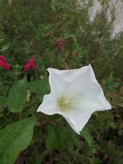 Calystegia silvatica