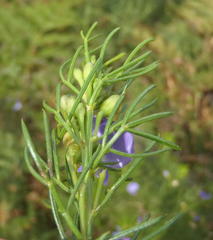 Psoralea laevigata