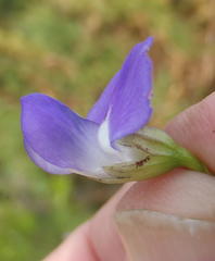 Psoralea laevigata