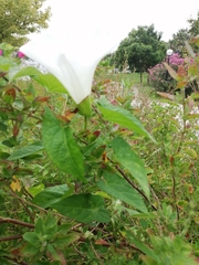 Calystegia silvatica