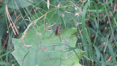 Dolomedes fimbriatus