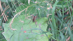 Dolomedes fimbriatus