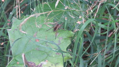 Dolomedes fimbriatus