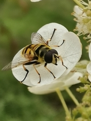 Myathropa florea