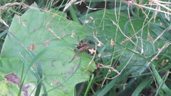 Dolomedes fimbriatus