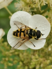 Myathropa florea