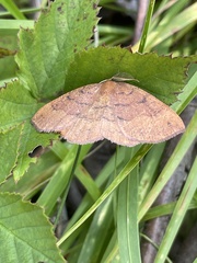 Apodrepanulatrix liberaria