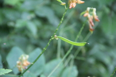 Lathyrus davidii