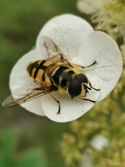 Myathropa florea