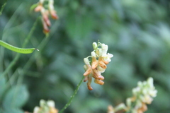 Lathyrus davidii