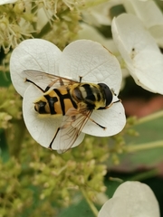 Myathropa florea