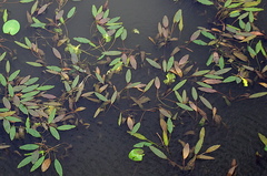 Potamogeton nodosus