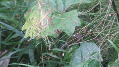 Dolomedes fimbriatus