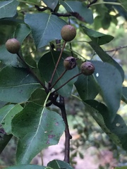 Pyrus cordata