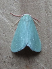 Allochlorodes elpis
