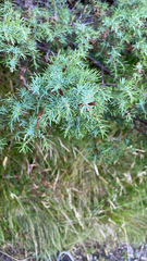 Juniperus
