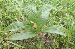 Veratrum lobelianum
