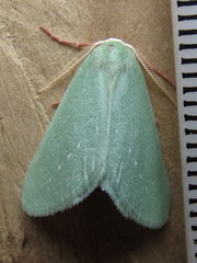 Allochlorodes elpis