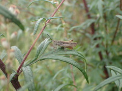 Chorthippus brunneus