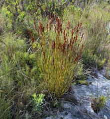 Thamnochortus fraternus