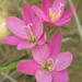 Geissorhiza erosa - Photo (c) Gerhard Malan, algunos derechos reservados (CC BY-NC), subido por Gerhard Malan