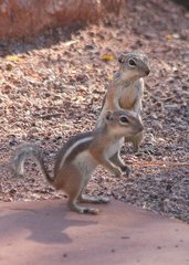 Ammospermophilus leucurus