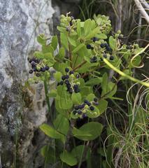 Olea capensis capensis