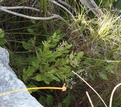 Olea capensis capensis
