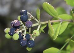 Olea capensis capensis
