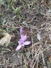 Colchicum montanum