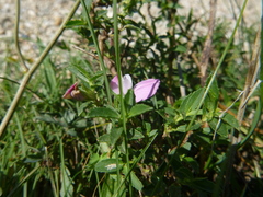 Ononis spinosa spinosa