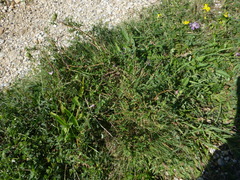 Ononis spinosa spinosa