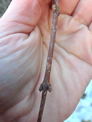 Syringa
