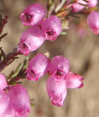 Erica gracilis
