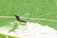 Callibaetis ferrugineus hageni