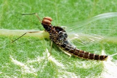 Callibaetis ferrugineus hageni