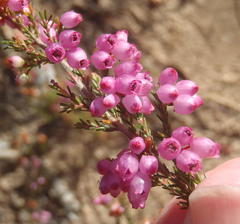 Erica gracilis