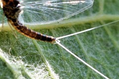 Callibaetis ferrugineus hageni