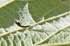 Callibaetis ferrugineus hageni
