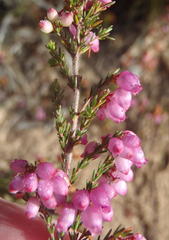 Erica gracilis