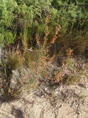 Erica gracilis