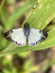Heliopetes laviana